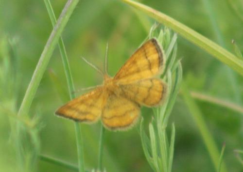 Cleta filacearia